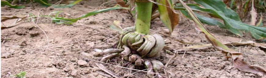 hormon 1.jpg